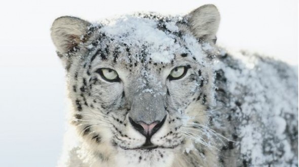 Snow Leopard